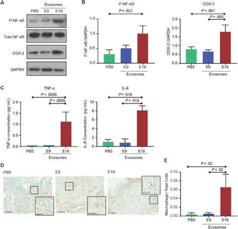Exosomes Cause Preterm Birth in Mice: Evidence for Paracrine .